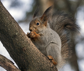 Eating squirrel sitting on the tree. Eurasian red squirrel (Sciurus vulgaris).