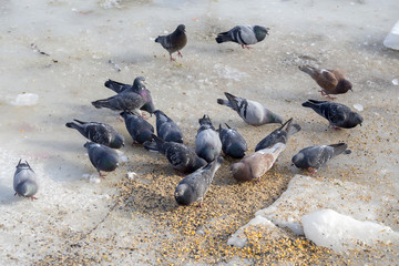 Fototapeta premium Feeding flock of pigeons