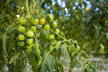 Close up cherry tomatoes in a greenhouse