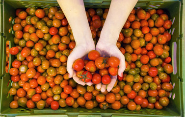 Farmers hands with freshly harvested cherry tomatoes