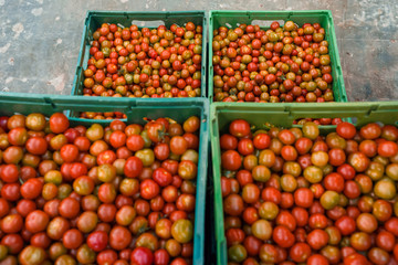 Naklejka na ściany i meble Harvest cherry tomatoes in greenhouse