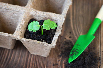 Garden tools on wooden background
