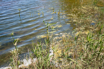 Lake Bunga Reeds. 2