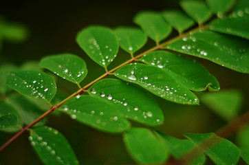 Green leaf texture. Acacia leaf with raindrops. Green leaf with water drops close-up. Nature background