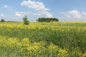 Yellow flowers  the bitter-cress ordinary blossoming in field