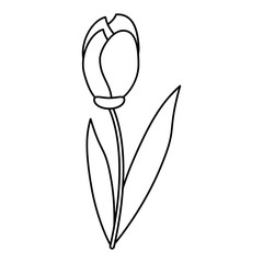 tulip leaf natural floral vector illustration eps 10