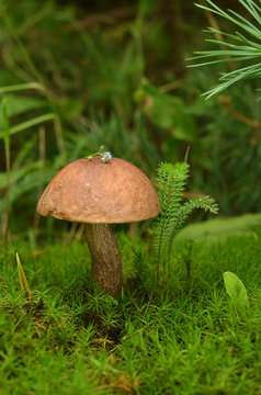 Mushroom growing in moss. Brown Cap Boletus (Leccinum) close-up. Nature background