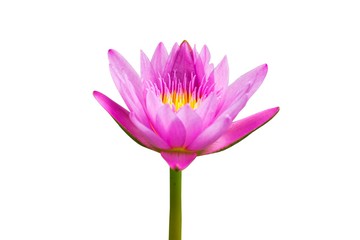 Beautiful lotus flower isolated on white background