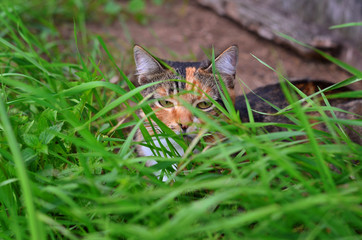Cat hiding in the grass outdoor closeup