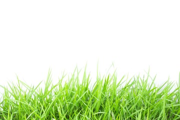 Green grass on white background
