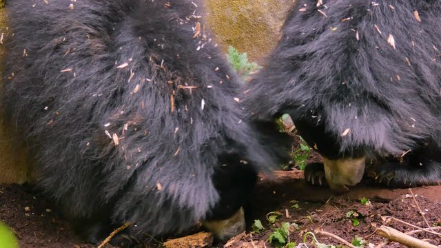 The sloth bear, also known as the labiated bear close up. Nature video. 4K, 3840*2160, high bit rate, UHD