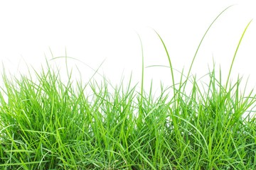 Green grass on white background