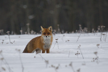 Lis © Marcin Zakrzewski