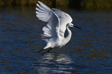 Little egret dancing on water