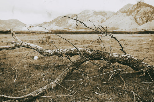Fototapeta autumn tree in black and white