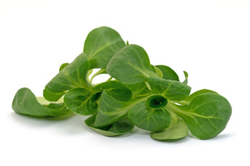 Feldsalat, Valerianella locusta, Rapunzel