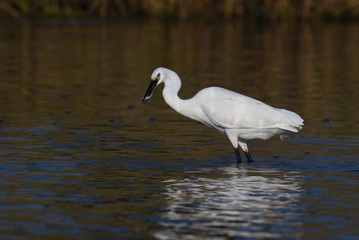 little egret with a fish