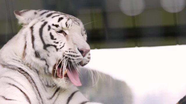 A young Bengal tiger yawning, lying on the stone and calm looking around. Face close-up. Nature video. 4K, 3840*2160, high bit rate, UHD