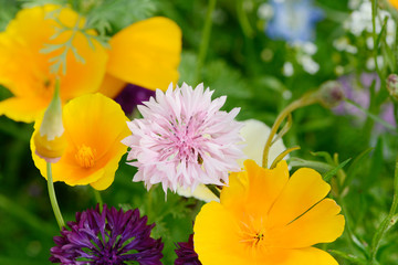 Cornflower and poppy in the nature