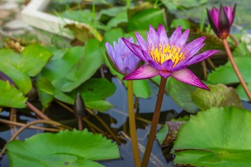  Lotus, Pink Lotus. Lotus on the water's surface.
