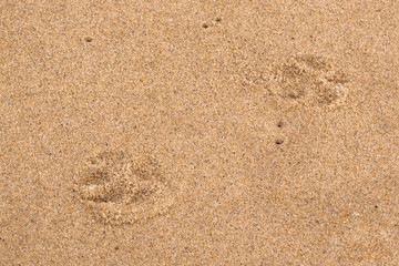 Fototapeta na wymiar Paw prints in sand on beach