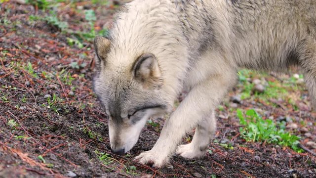 White wolf sniffing the ground. Face close-up. Nature video. 4K, 3840*2160, high bit rate, UHD
