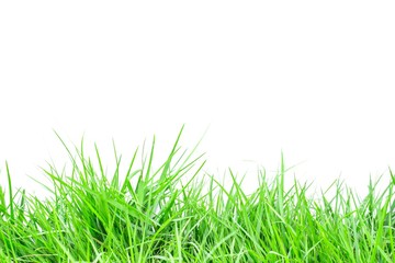 Green grass on white background