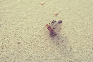 hermit crab on sand beach