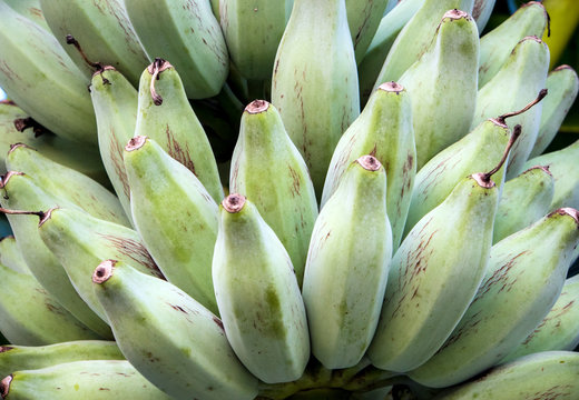 Bunch of Silver Bluggoe on a banana tree