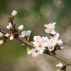 Fr&uuml;hlingszauber, Bl&uuml;tenzweig des Schlehdorns, h&uuml;bsche Bl&uuml;ten mit sch&ouml;nen roten Staubgef&auml;&szlig;en, Prunus spinosa, Sch&ouml;nheit am Wegesrand