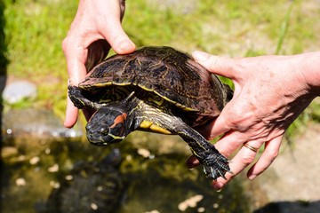 Common turtle Slider Trachemys scripta