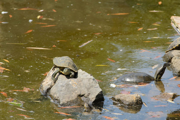 Three turtles on the stone in the pond