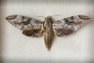 Butterfly moth Sphinx pinastri the prepared.