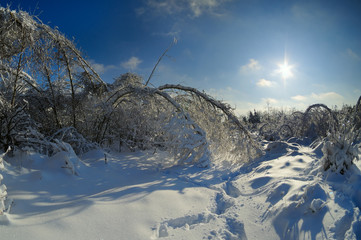sloping snow-covered trees in the winter forest