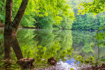 Reflection of trees on a lake surface.  There is also a tree body. Photo taken in Bolu, Yedigoller.
