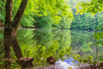 Reflection of trees on a lake surface.  There is also a tree body. Photo taken in Bolu, Yedigoller. - Powered by Adobe