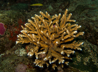 closed up the staghorn coral in Anilao, Philippines