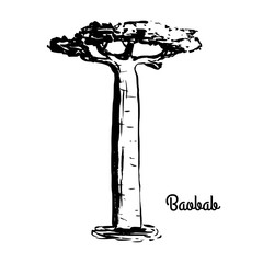 Vector sketch illustration. Black silhouette of Baobab isolated on white background. Tropical flora. Symbol of Madagascar.