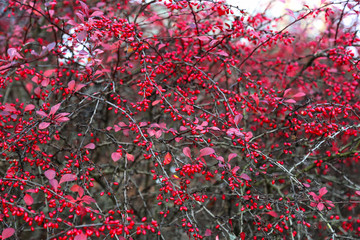 Ripe berries of barberry