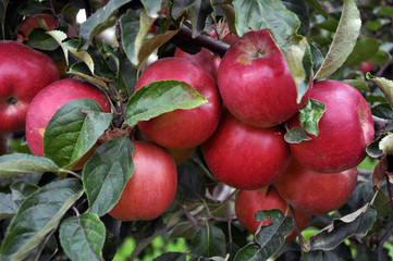 At branch fruit tree ripen apples