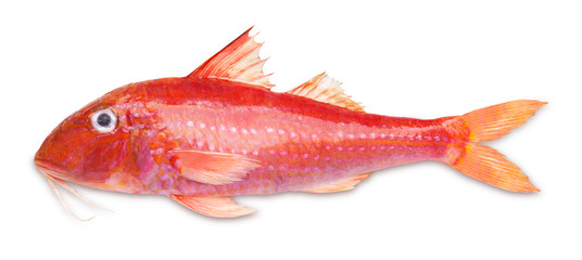 red mullet