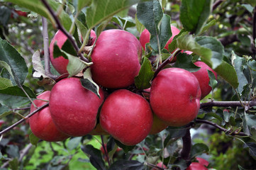At branch fruit tree ripen apples