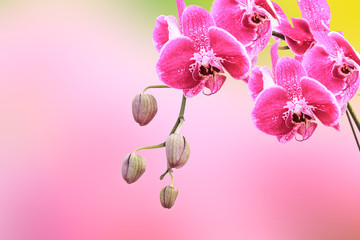 Naklejka na ściany i meble Close up of beautiful plant orchid flower
