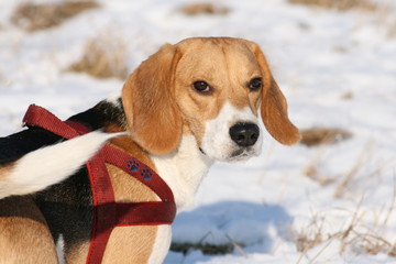 Beagle im Schnee