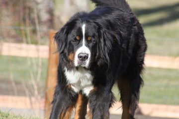 animaux au bord de l' eau