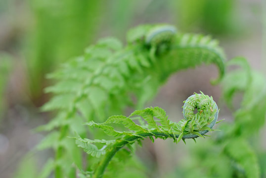 Hoilday of life, newborn  green fern in spring morning