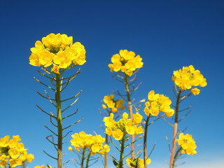 早春の空と菜の花