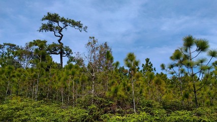 Obraz premium forest and clear sky phu kradung loei thailand