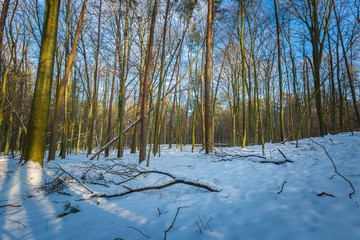 Fototapeta na wymiar Winter woods in Poland