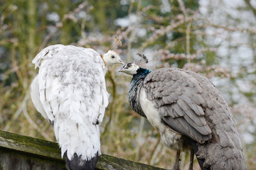 white peacock and blue peacock in the nature